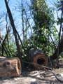 Forest Regeneration